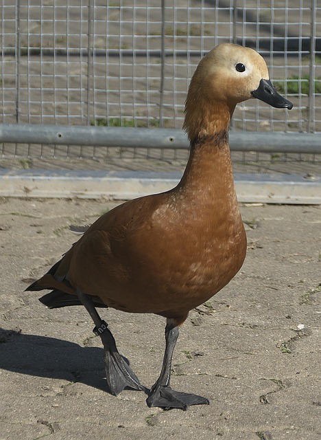 他强调